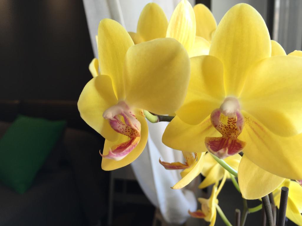 Domi Apartments Wellness Pompei Ngoại thất bức ảnh